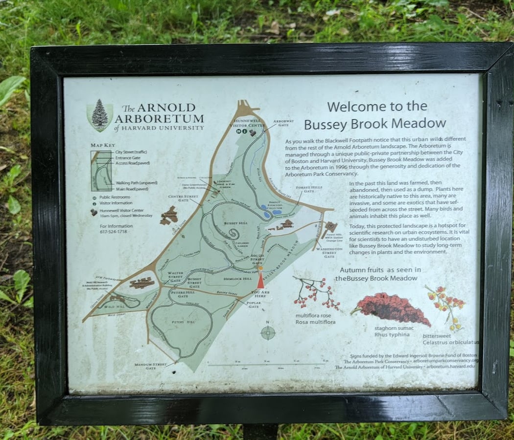 Olmsted and the Arnold Arboretum 2